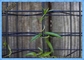 Ecoの網のモジュラー植物の格子垣システム/緑の壁ワイヤー格子垣システム50x50mm