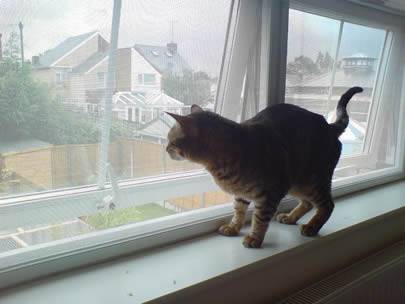 猫は窓辺に立って、窓は電流を通された昆虫スクリーンから成っています。