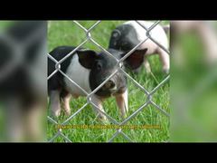 アメリカン テンポ チェーンリンクフェンス生地 6 フィート X 8 フィート 周囲パトロールパネル 亜鉛メッキ GAW