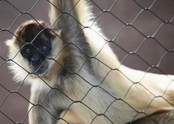 Ss 304 Ss 316 ステンレス鋼ワイヤーロープメッシュ ステンレス鋼フェルールロープメッシュ 販売用